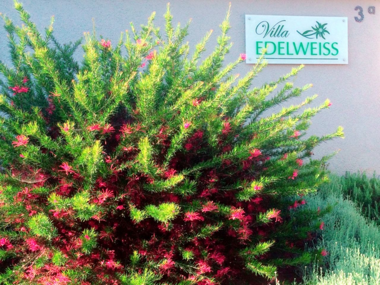 Villa Edelweiss sign framed by the flowering entrance garden